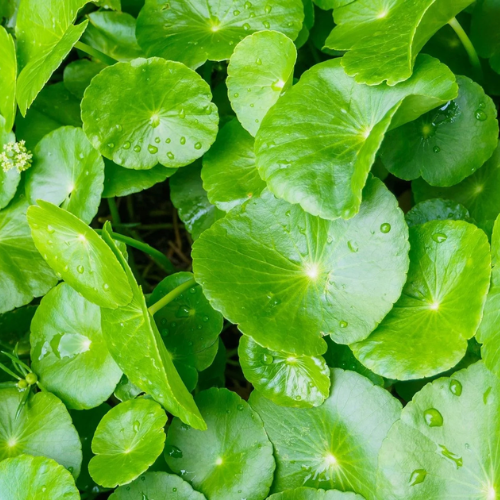 CHIẾT XUẤT RAU MÁ (Kháng  viêm)